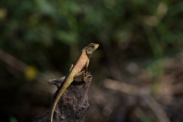oriental garden lizard or eastern garden lizard in Thailand