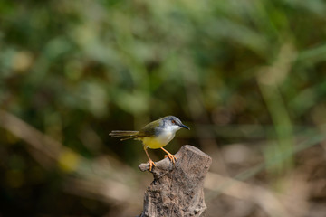 Yellow-bellied Prinia with blur green grass field background