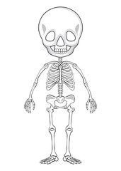 Outline drawing of a human skeleton