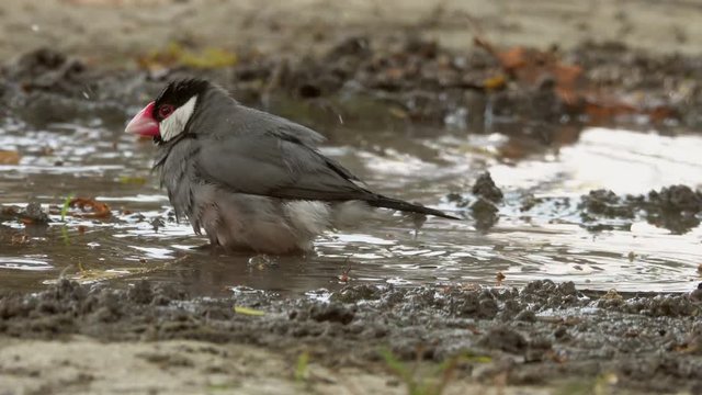 Bird showering. Java sparrow bird taking a bath in small pond in hot summer day by driving head into water and flipping splash,4K video.