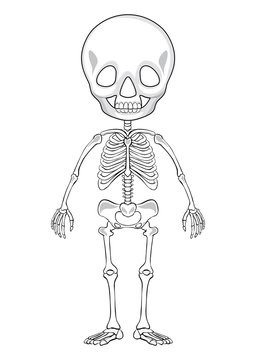 Outline Drawing Of A Human Skeleton