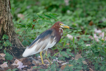 Chinese pond heron is an East Asian freshwater bird of the heron family. 
