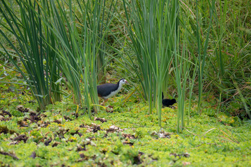 white-breasted waterhen  is a waterbird of the rail and crake family. They are dark slaty birds with a clean white face, breast and belly.