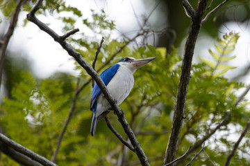 Collared kingfisher or mangrove kingfisher is a medium-sized kingfisher belonging to the subfamily Halcyoninae, the tree kingfishers. It is also known as the white-collared kingfisher.