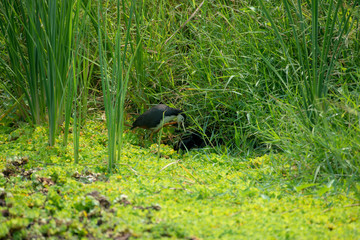 white-breasted waterhen  is a waterbird of the rail and crake family. 