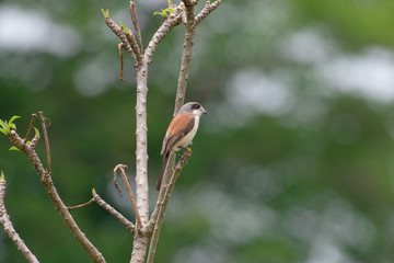Burmese Shrike or Chestnut-backed Shrike is a species of bird in the family Laniidae. It is found in Bangladesh, Cambodia, China, India, Laos, Myanmar, Thailand, and Vietnam.