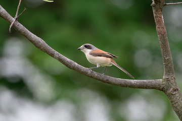 Burmese Shrike or Chestnut-backed Shrike is a species of bird in the family Laniidae. It is found in Bangladesh, Cambodia, China, India, Laos, Myanmar, Thailand, and Vietnam.