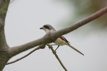 Burmese Shrike or Chestnut-backed Shrike is a species of bird in the family Laniidae. It is found in Bangladesh, Cambodia, China, India, Laos, Myanmar, Thailand, and Vietnam.