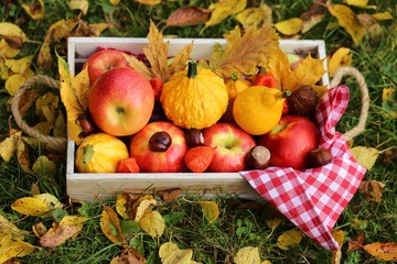 Naklejka na ściany i meble Autumn harvest. Wooden box with apples, pumpkins, physalis, chestnuts and yellow leaves on a lawn in warm sunlight.Autumn abundance. Autumn mood