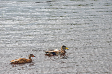 Pair of mallar ducks swimming