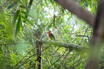 Stork-billed Kingfisher is a very large kingfisher, adult has a green back, blue wings and tail, olive-brown head and very large bill and legs are bright red.