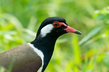 Red-wattled lapwing,  Usually seen in pairs or small groups and usually not far from water.