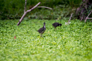 Juvenile white-breasted waterhen  is a waterbird of the rail and crake family. They are dark slaty birds with a clean white face, breast and belly.