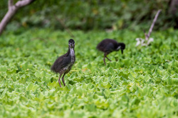 Juvenile white-breasted waterhen  is a waterbird of the rail and crake family. They are dark slaty birds with a clean white face, breast and belly.