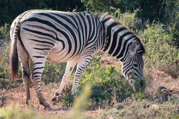 Fototapeta na wymiar Zebra in Addo National Park, South Africa