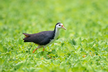 white-breasted waterhen  is a waterbird of the rail and crake family. They are dark slaty birds with a clean white face, breast and belly.
