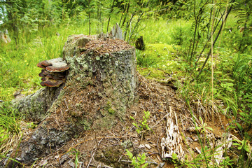 Obraz premium Anthill on the stump