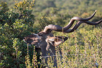 Kudu in Addo National Park, South Africa