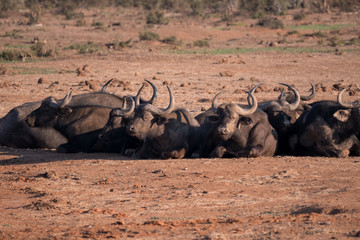 Buffalo in Addo National Park, South Africa