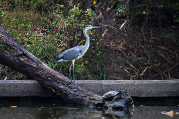 Grey heron (Ardea cinerea) is a long-legged predatory wading bird of the heron family, Ardeidae, native throughout temperate Europe and Asia and also parts of Africa.