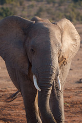 Elephants in Addo National Park, South Africa