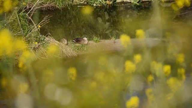 カルガモ　川　菜の花　

