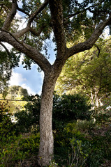 Fototapeta na wymiar Cork Oak Tree