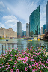 Flowers and modern buildings along the Chicago River, in Chicago, Illinois