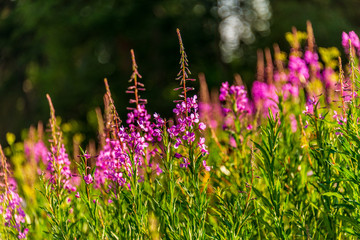 purple and green 