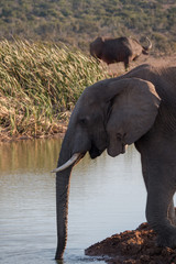 Elephants in Addo National Park, South Africa