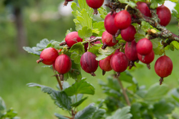 Red gooseberry in the summer garden