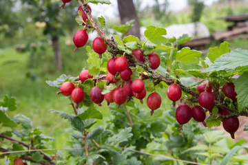 Red gooseberry in the summer garden