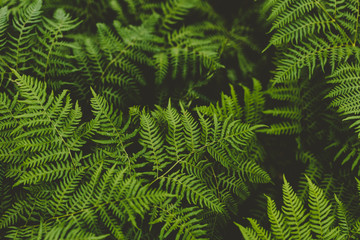 Fototapeta na wymiar Green leaves of fern