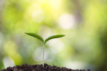 Young plant growing 