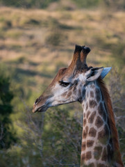 Giraffe in Hluhluwe–Imfolozi Park, South Africa