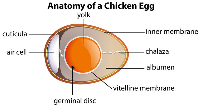 Anatomy of a chicken egg