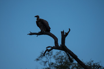 Vultures in silhouette on safari in South Africa