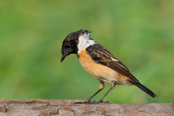 Siberian stonechat or Asian stonechat is a recently validated species of the Old World flycatcher...