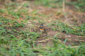 Male Bluethroats from Alaska, Bluethroat is one of the handful of birds that breed in North America and winter in Asia.