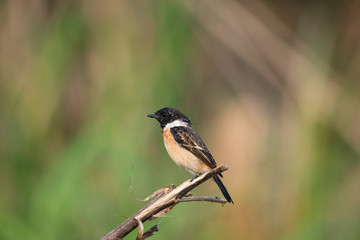 Siberian stonechat or Asian stonechat is a recently validated species of the Old World flycatcher family. It breeds in temperate Asia and easternmost Europe and winters in the Old World tropics.