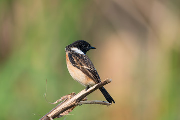 Fototapeta premium Siberian stonechat or Asian stonechat is a recently validated species of the Old World flycatcher family. It breeds in temperate Asia and easternmost Europe and winters in the Old World tropics.