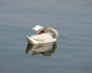 Swan cleaning itself on the lake
