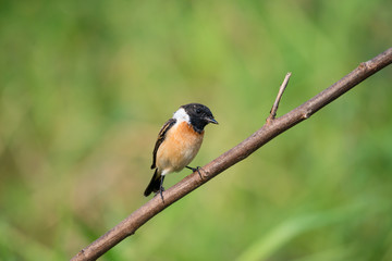 Siberian stonechat or Asian stonechat is a recently validated species of the Old World flycatcher family. It breeds in temperate Asia and easternmost Europe and winters in the Old World tropics.