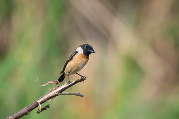 Siberian stonechat or Asian stonechat is a recently validated species of the Old World flycatcher family. It breeds in temperate Asia and easternmost Europe and winters in the Old World tropics.