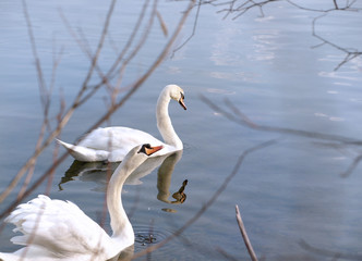 Couple of Two Swans swimming