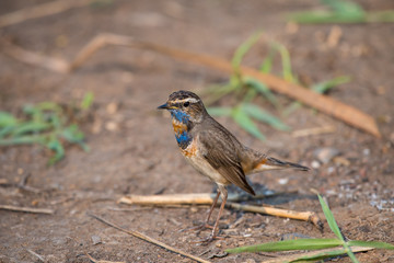 Male Bluethroats from Alaska, Bluethroat is one of the handful of birds that breed in North America and winter in Asia.