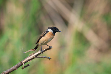 Siberian stonechat or Asian stonechat is a recently validated species of the Old World flycatcher family. It breeds in temperate Asia and easternmost Europe and winters in the Old World tropics.