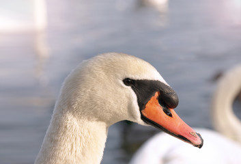 Head of a White Bird Swan