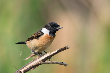 Siberian stonechat or Asian stonechat is a recently validated species of the Old World flycatcher...