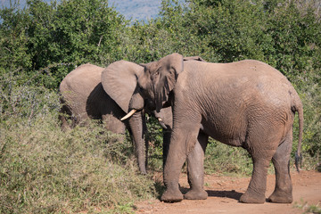 Elephants in Hluhluwe–Imfolozi Park, South Africa